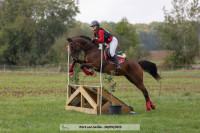 Vente de cheval : Fly Law 