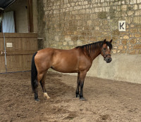 Vente de poney