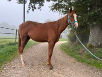 Vente de cheval : Nil de Gary