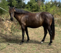 Vente de cheval : Noche vavon 