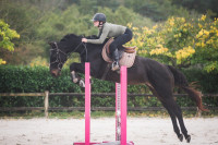 Vente de cheval : Bellicoe Sumo