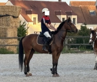 Vente de cheval : LIBRE