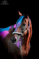 Vente de cheval : Gait dauthie