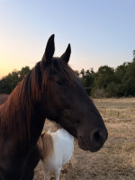 Vente de cheval : Onyx 