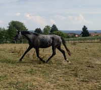 Vente de cheval : AURELIA VAN 'T STELENSHOF