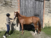 Vente de cheval : Terra Light Foot