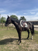 Vente de cheval : Kaffe doppio boimargot 
