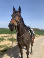 Vente de cheval : Buchiman 