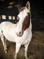 Vente de cheval : Java