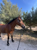 Vente de poney