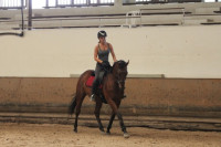 Vente de cheval : Canonball du C�dre