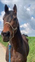 Vente de cheval : Buchiman 