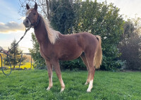 Vente de cheval : Olivie de Gary