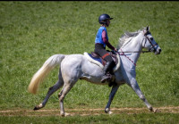 Vente de cheval : Cedral