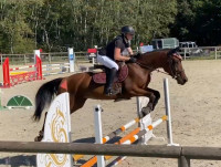 Vente de cheval : LORION DE L'ESPEL