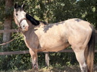 Vente de cheval : Tiger Zelusiena