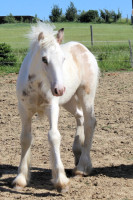 Vente de cheval : Qirua de Parisou