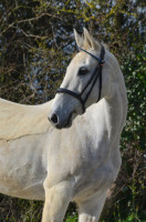 Vente de cheval : Melody Queen 