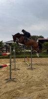 Vente de cheval : Jaggerbomb d'hitot