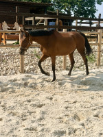 Vente de cheval : Amazing grace 