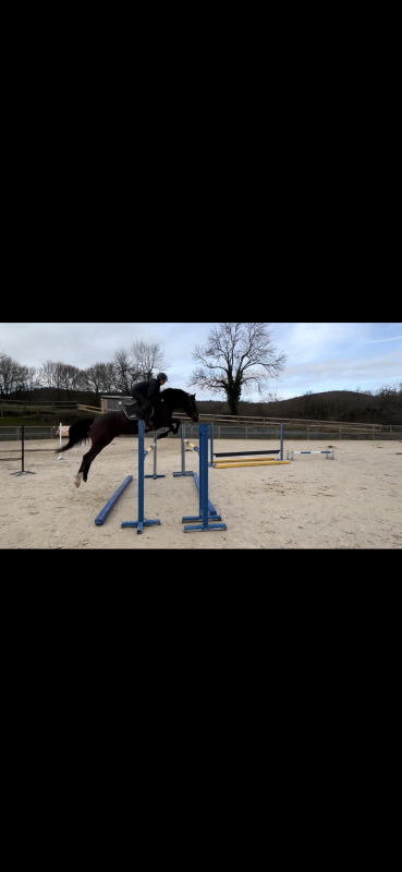 Vente de cheval : Lalalande R Delalliance 