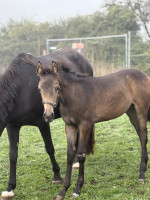 Vente de cheval : POP STAR DE SOLEA 