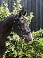 Vente de cheval : Djeen