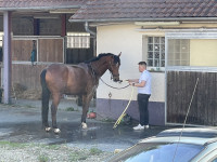 Vente de cheval : Gallion 