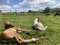Vente de cheval : Haras au coeur des possibles