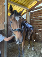 Vente de cheval : Green 
