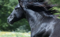 Vente de cheval : Gotham 