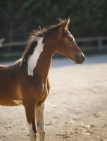Vente de cheval : Que bello de sebo 