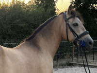 Vente de poney