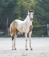 Vente de cheval : Querida de sebo 