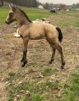 Vente de cheval : Quercus 