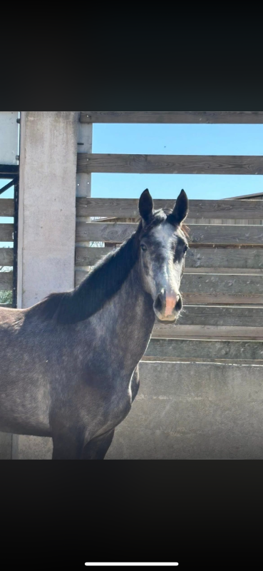 Vente de cheval : Mercedes divine hdo 