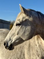 Vente de cheval : Coremy