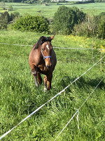Vente de cheval : Nabuco 