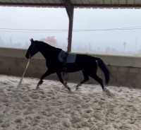 Vente de cheval : Nonius 162 Etna 