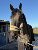 Vente de cheval : sagilou 