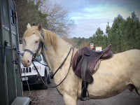 Vente de cheval : Kaliente Lau Haize