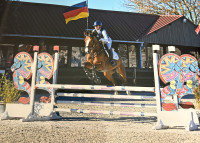 Vente de cheval : Libido DUBOISDELANOUE