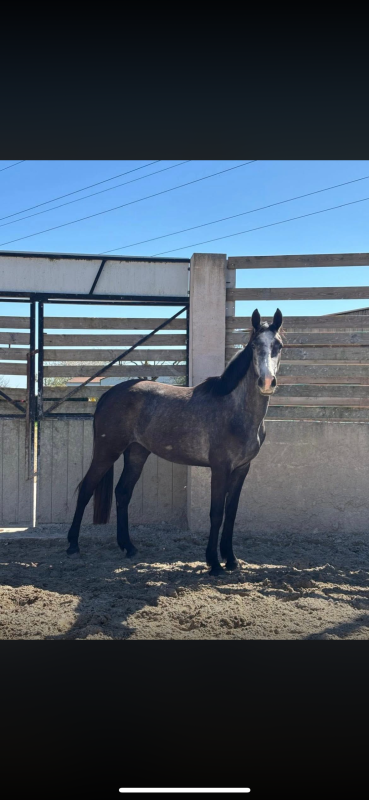 Vente de cheval : Mercedes divine hdo