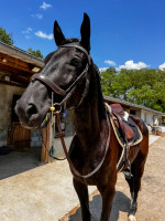 Vente de cheval : Landro Boy