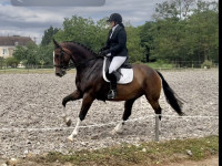 Vente de cheval : Heaven d�Hermet