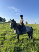 Vente de poney