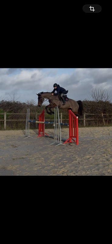 Vente de cheval : Iris de la Luce 