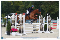 Vente de cheval : Heaven door