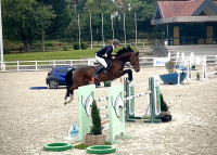 Vente de cheval : Jasper d'Eole