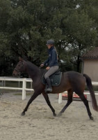 Vente de cheval : BadgerIsland